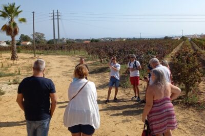 Wine Lovers: Winery Tour w/ Tasting & Tapas (Albufeira/Vilamoura) - Pickup from Albufeira or Vilamoura: how the ride becomes part of the tour