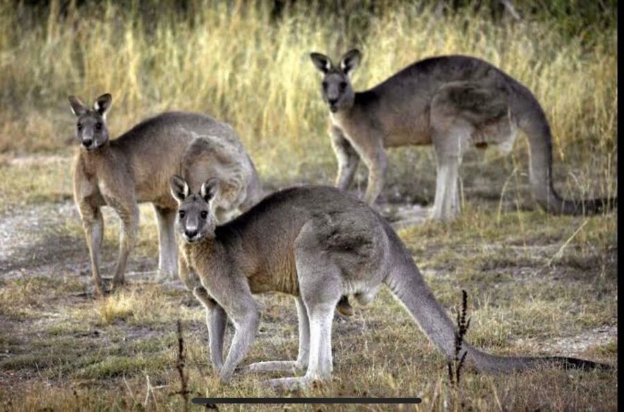 Yarra Valley Foodies Tour with Chandon and Kangaroo Safari! - Price and value: why $123 can make sense here